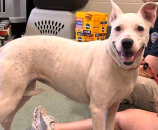 Photo of Serena, adoptable American Bulldog in Lee's Summit, Missouri