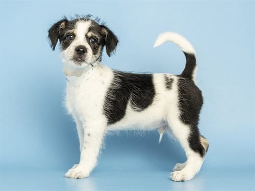 Photo of Oreo, adoptable Husky in Phoenix, Arizona