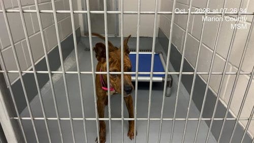 Photo of Apple Betty, adoptable American Staffordshire Terrier in Ocala, Florida