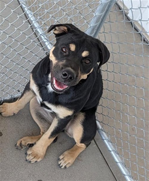 Photo of Clover, adoptable Rottweiler in Bakersfield, California