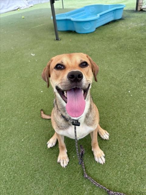 Photo of Julia, adoptable German Shepherd Dog in Los Angeles, California