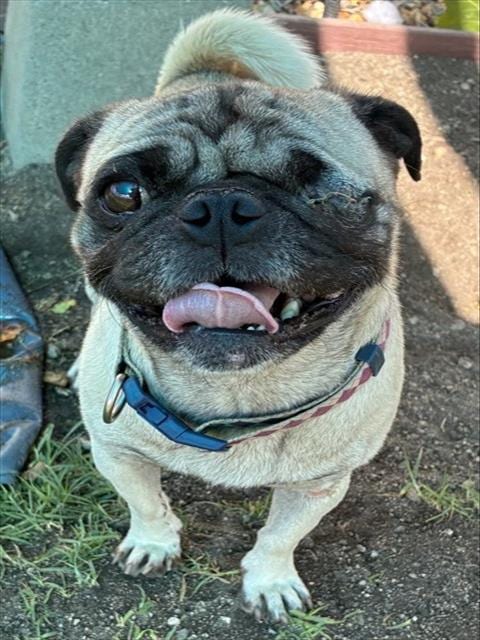 Photo of Jack, adoptable Pug in San Bernardino, California
