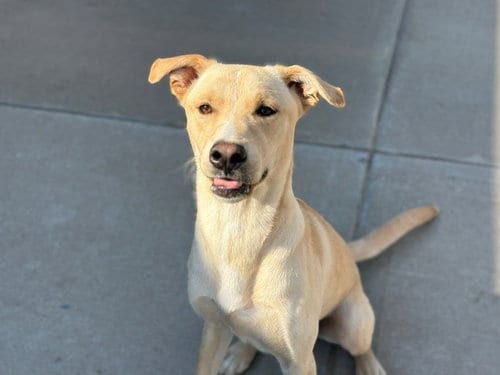 Photo of Martin, adoptable Labrador Retriever in Tulsa, Oklahoma