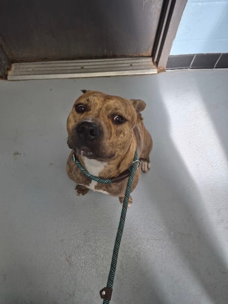 Photo of Ic-14, adoptable Pit Bull cross in Lawrenceville, Georgia