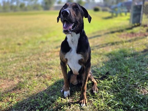 Photo of Dinger, adoptable Plott Hound in Panama City, Florida