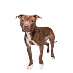 Photo of Red Velvet, adoptable Terrier (Unknown Type, Medium) in Doral, Florida