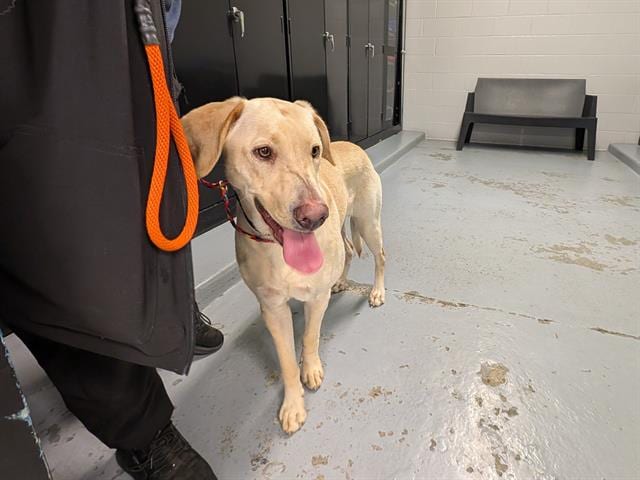 Photo of Stormie, adoptable Labrador Retriever mix in Kent, Washington