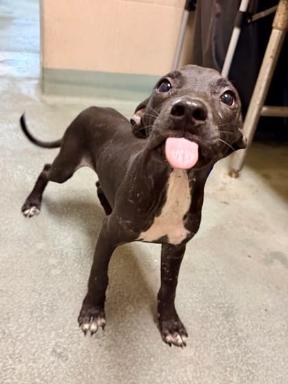 Photo of Ricko (Underdog), adoptable Terrier in New Orleans, Louisiana