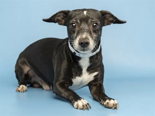 Photo of Martin, adoptable Chihuahua in Phoenix, Arizona