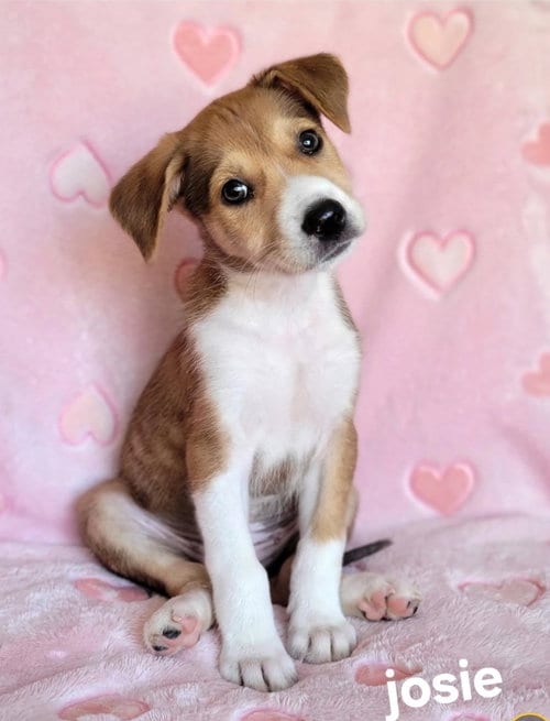 Photo of Josie, adoptable Labrador Retriever in Newark, Delaware