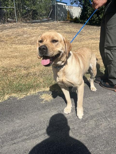 Photo of Zoey, adoptable Labrador Retriever in Killeen, Texas