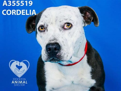Photo of Cordelia, adoptable Pit Bull Terrier in Stockton, California