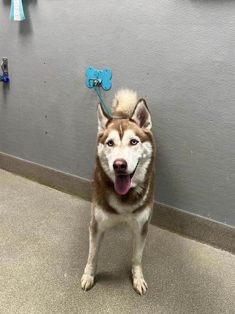 Photo of Mango, adoptable Siberian Husky in Las Vegas, Nevada