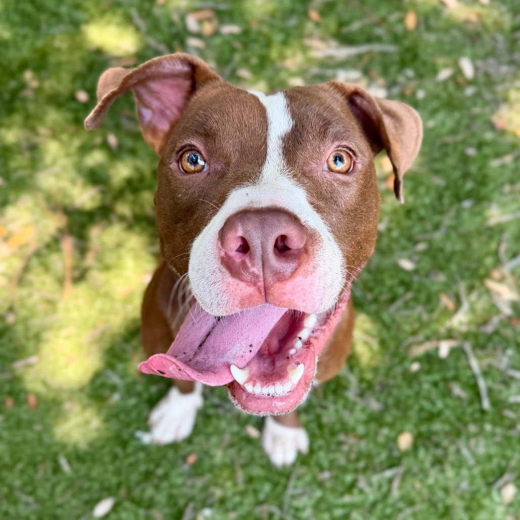 Photo of Ziggy, adoptable Mixed Breed (Medium) in Milton, Florida