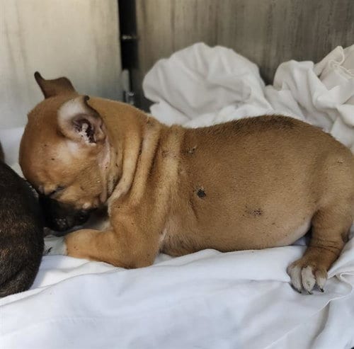 Photo of Lola, adoptable Terrier in San Antonio, Texas
