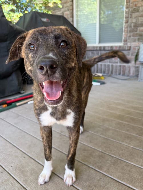 Photo of Cinco, adoptable Hound in Salt Lake City, Utah