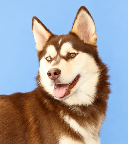 Photo of Topper, adoptable Alaskan Malamute in Pasadena, California