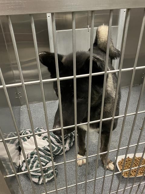 Photo of Oscar, adoptable German Shepherd Dog in Dallas, Texas