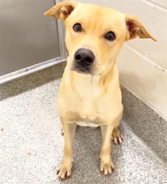 Photo of Senior Labrador Retriever mix, adoptable Labrador Retriever mix in Houston, Texas