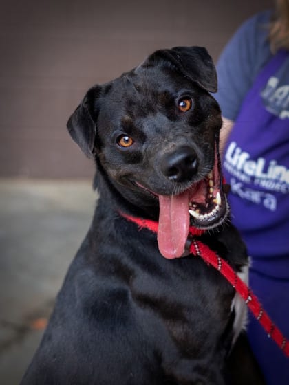 Photo of Mino, adoptable dog in Chamblee, Georgia