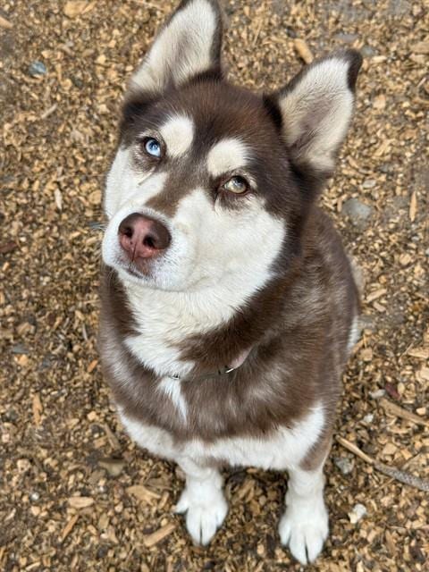 Photo of Mya, adoptable Siberian Husky in South Lake Tahoe, California