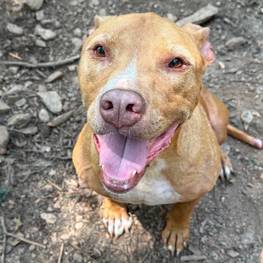 Photo of Astro, adoptable Terrier, American Staffordshire / Mixed Breed (Medium) in Whitestone, New York
