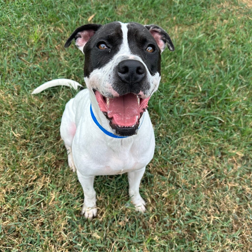 Photo of Stallone, adoptable Mixed Breed (Large) in Chattanooga, Tennessee