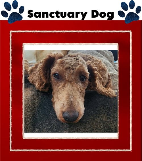 Photo of Poppy, adoptable Poodle (unknown type) in Cuba, New York