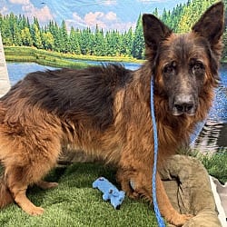 Photo of Toby, adoptable German Shepherd Dog in Porterville, California