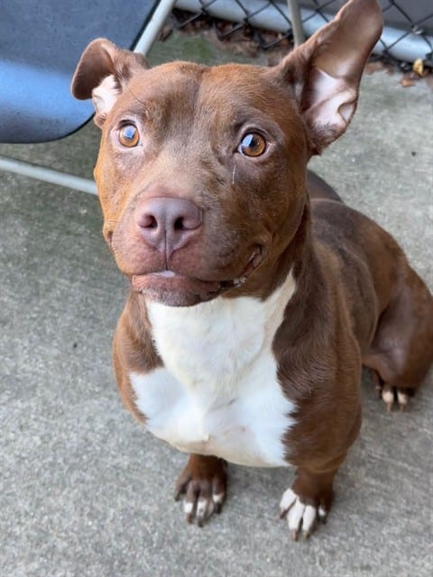 Photo of Nutella, adoptable Labrador Retriever mix in Chicago, Illinois
