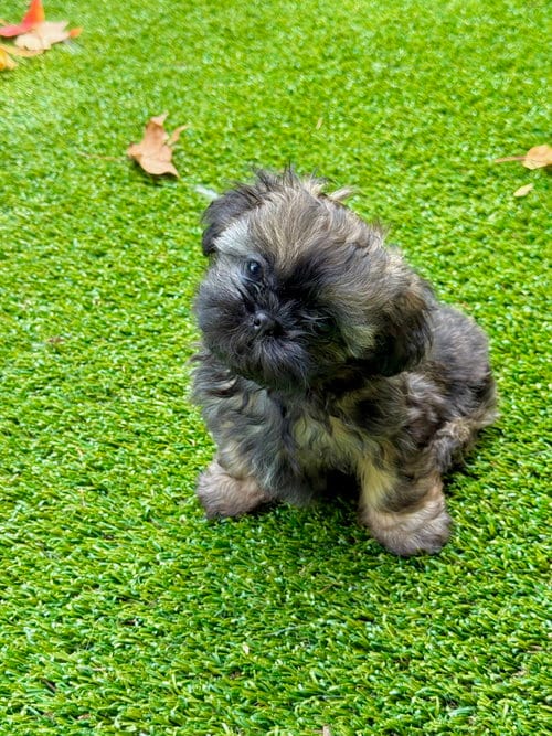 Photo of Itsy, adoptable Shih Tzu in St. Louis Park, Minnesota