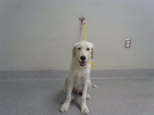 Photo of A186789, adoptable Labrador Retriever in Pasadena, Texas