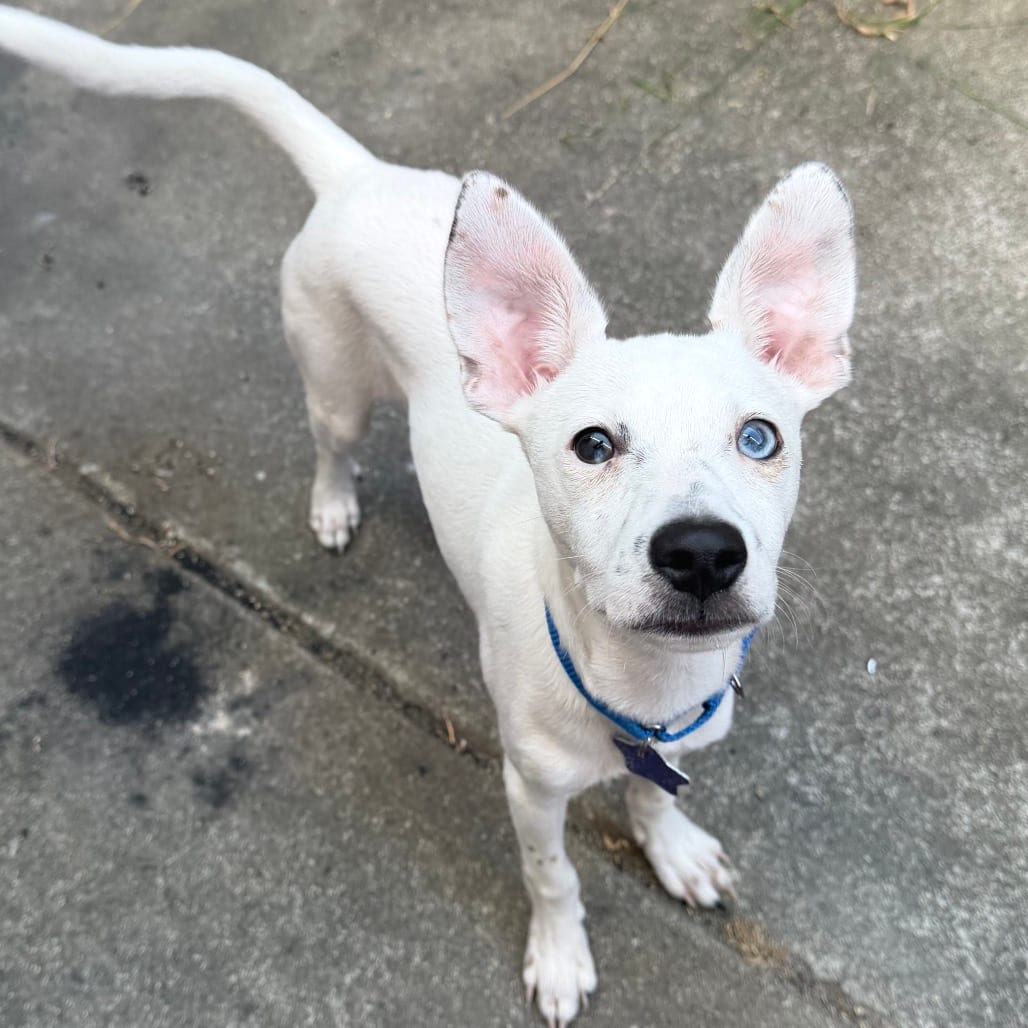 Photo of Striker, adoptable Mixed Breed (Medium) in San Francisco, California