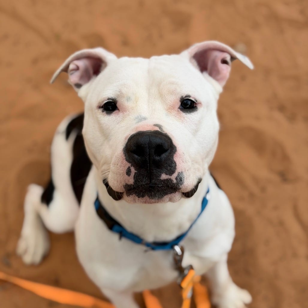 Photo of Alicent, adoptable Terrier, Pit Bull / Mixed Breed (Medium) in Kanab, Utah