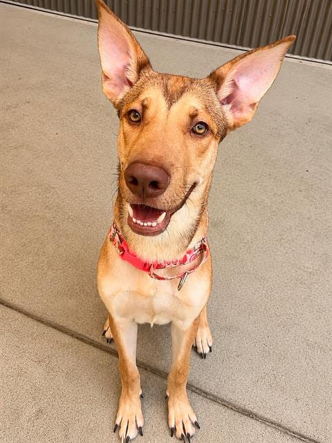 Photo of Marty, adoptable German Shepherd Dog in Sacramento, California