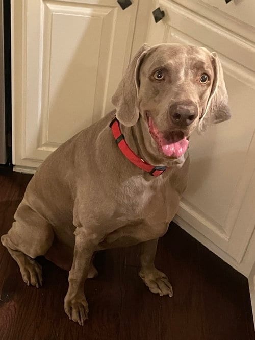 Photo of Boomer, adoptable Weimaraner in Fort Worth, Texas