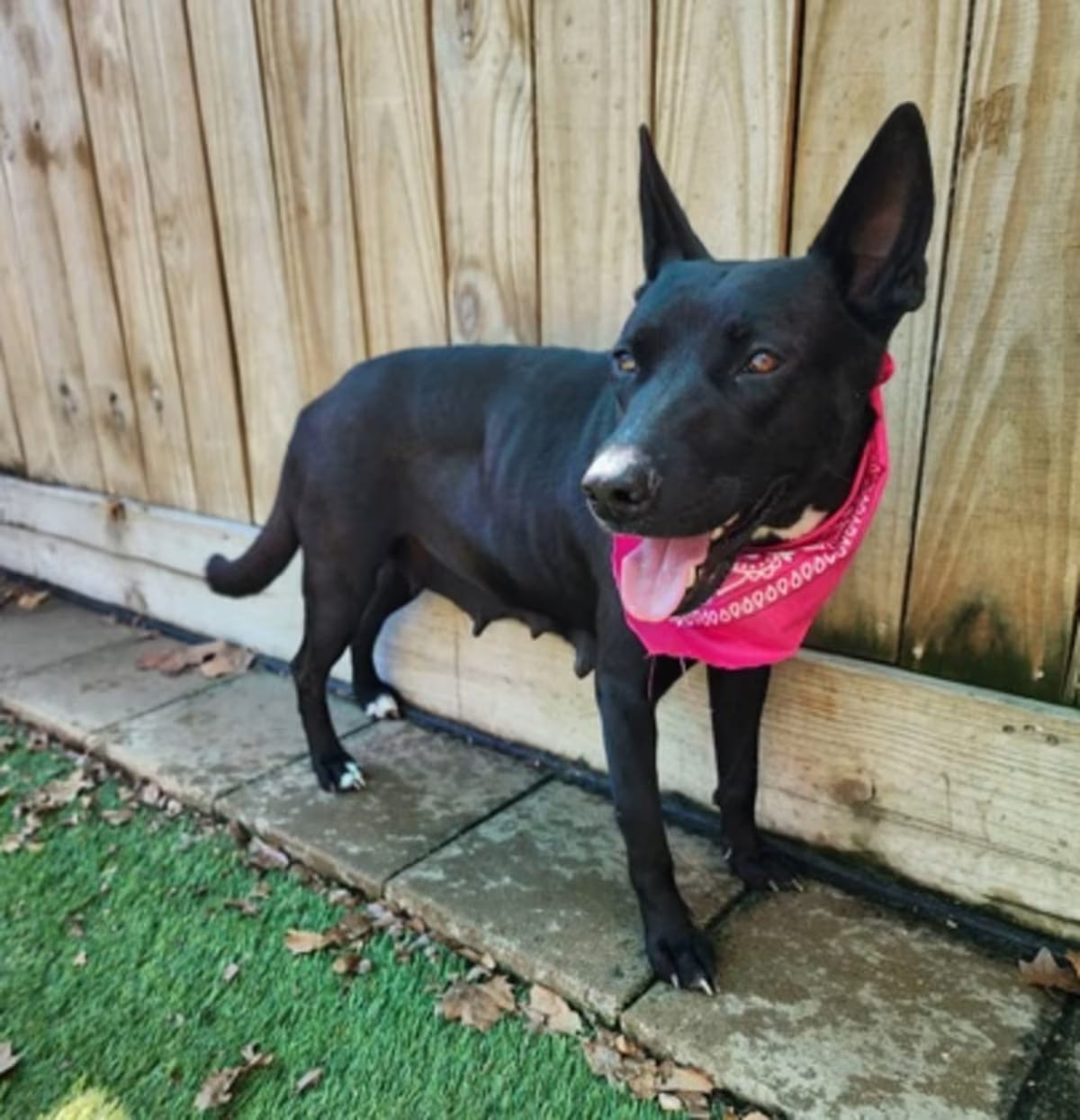 Photo of Brazil, adoptable German Shepherd Dog in Colorado Springs, Colorado