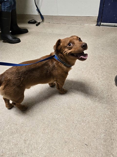 Photo of Loki, adoptable Australian Cattle Dog/Blue Heeler in Bakersfield, California
