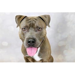 Photo of Roscoe, adoptable American Staffordshire Terrier in Ft Lauderdale, Florida