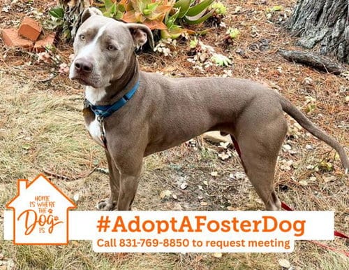 Photo of Buster, adoptable Pit Bull Terrier in Salinas, California