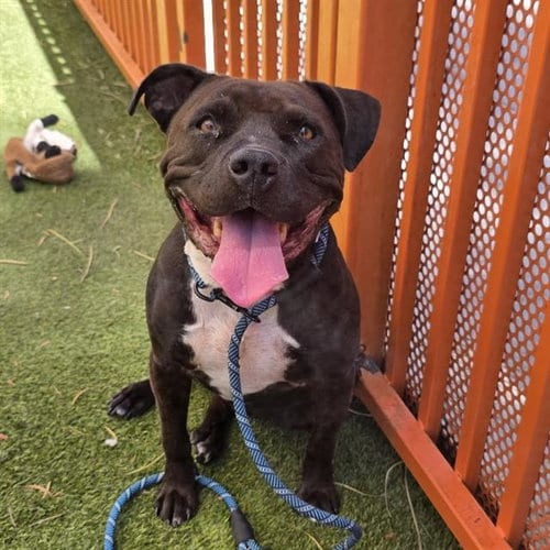 Photo of Dusty Rose, adoptable Pit Bull Terrier in Las Vegas, Nevada