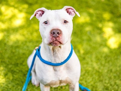 Photo of Lucky, adoptable Pit Bull Terrier in San Jose, California