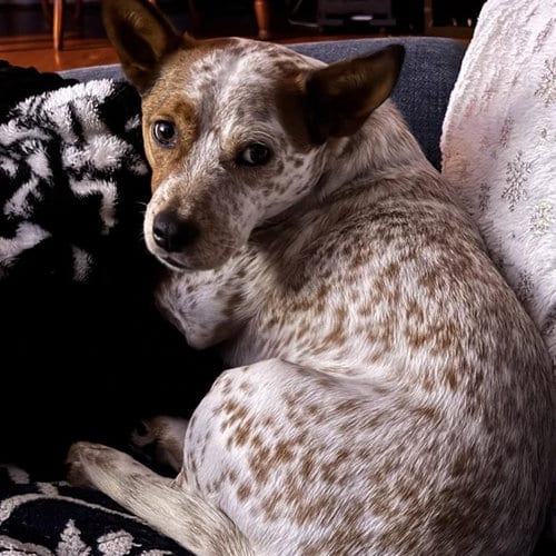 Photo of Chunk Norris, adoptable Australian Cattle Dog/Blue Heeler in Spring Lake, North Carolina