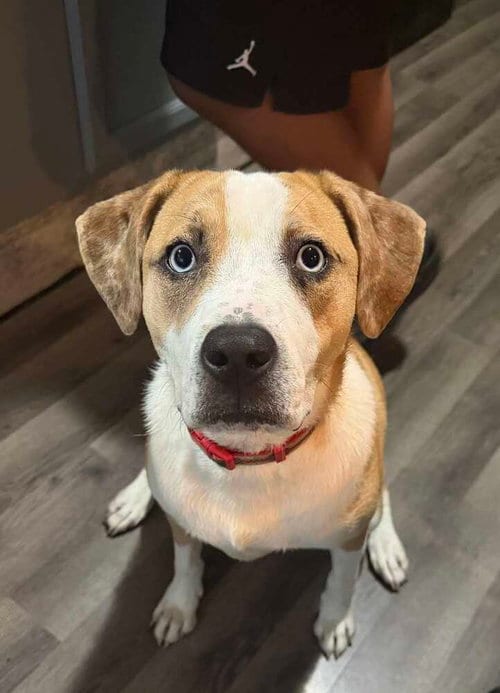 Photo of Nyla "Ronnie, adoptable American Pit Bull Terrier in Evansville, Indiana