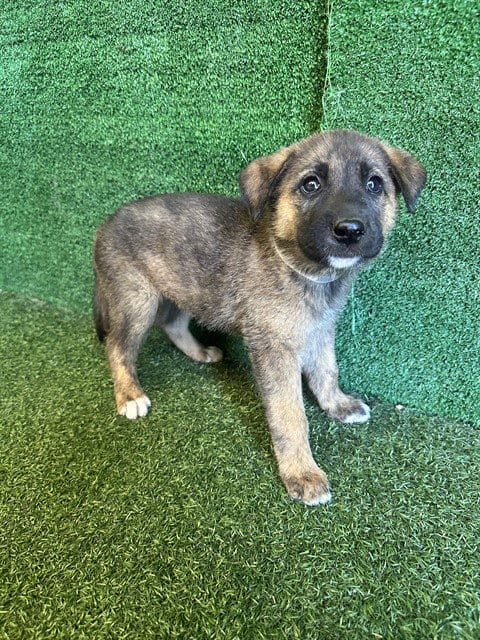 Photo of Hippolyta, adoptable German Shepherd Dog in Lancaster, California