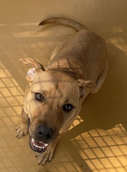 Photo of Hamburger, adoptable dog in Chamblee, Georgia