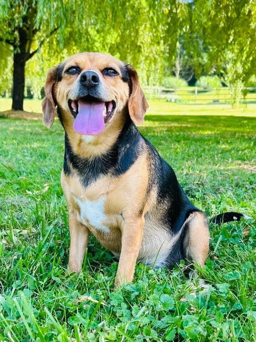 Photo of Puddin, adoptable Beagle in Elizabethtown, Pennsylvania