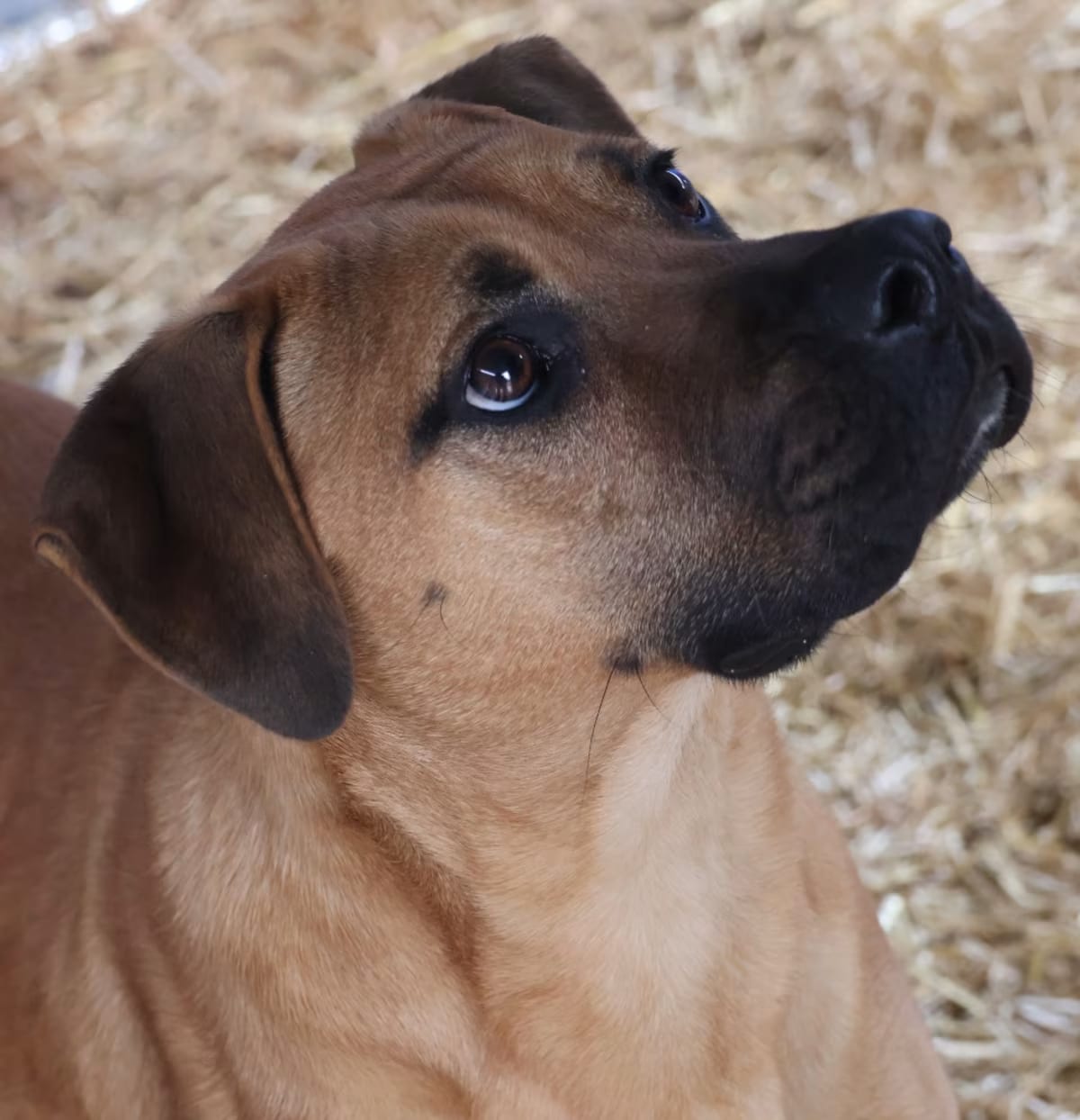 Photo of Jupiter, adoptable Boxer/Mixed Breed (Medium) in Delta, Alabama