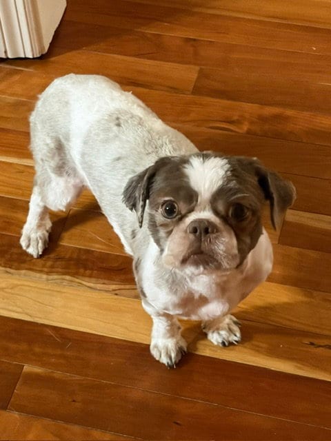 Photo of Gidget, adoptable Shih Tzu in Normal, Illinois