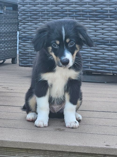 Photo of Cadet, adoptable Unknown breed (medium coat) in Holbrook, New York